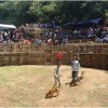 Konter ketangkasan anjing pemburu.